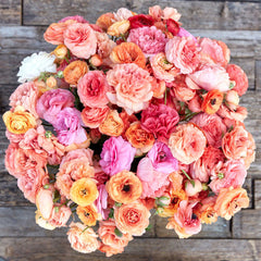 Champagne Ranunculus Corms Bulbs Persian Buttercup Growing Bonsai Roots Rhizomes Tubers Potted Planting Reblooming Fragrant Garden Species Blooms Flower Seeds Plant Gardening