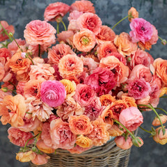 Champagne Ranunculus Corms Bulbs Persian Buttercup Growing Bonsai Roots Rhizomes Tubers Potted Planting Reblooming Fragrant Garden Species Blooms Flower Seeds Plant Gardening