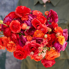 Cherry Pie Mix Ranunculus Corms Bulbs Growing Bonsai Roots Rhizomes Tubers Potted Planting Reblooming Fragrant Garden Species Blooms Flower Seeds Plant Gardening