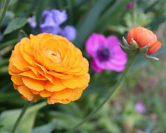 Ranunculus Yellow Mix Corms Bulbs Growing Bonsai Roots Rhizomes Tubers Potted Planting Reblooming Fragrant Garden Species Blooms Flower Seeds Plant Gardening