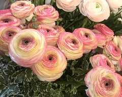 Bianco Sfumato Ranunculus Corms Bulbs Persian Buttercup Growing Bonsai Roots Rhizomes Tubers Potted Planting Reblooming Fragrant Garden Species Blooms Flower Seeds Plant Gardening