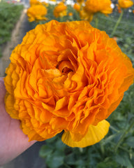 Ranunculus Yellow Mix Corms Bulbs Growing Bonsai Roots Rhizomes Tubers Potted Planting Reblooming Fragrant Garden Species Blooms Flower Seeds Plant Gardening