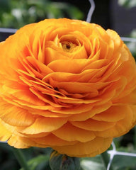 Ranunculus Yellow Mix Corms Bulbs Growing Bonsai Roots Rhizomes Tubers Potted Planting Reblooming Fragrant Garden Species Blooms Flower Seeds Plant Gardening