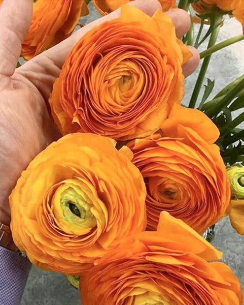 Ranunculus Yellow Mix Corms Bulbs Growing Bonsai Roots Rhizomes Tubers Potted Planting Reblooming Fragrant Garden Species Blooms Flower Seeds Plant Gardening