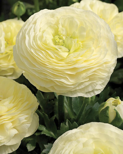 Crema Ranunculus  Corms Bulbs Growing Bonsai Roots Rhizomes Tubers Potted Planting Reblooming Fragrant Garden Species Blooms Flower Seeds Plant Gardening