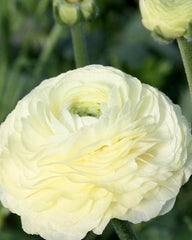 Crema Ranunculus Corms Bulbs Persian Buttercup Growing Bonsai Roots Rhizomes Tubers Potted Planting Reblooming Fragrant Garden Species Blooms Flower Seeds Plant Gardening