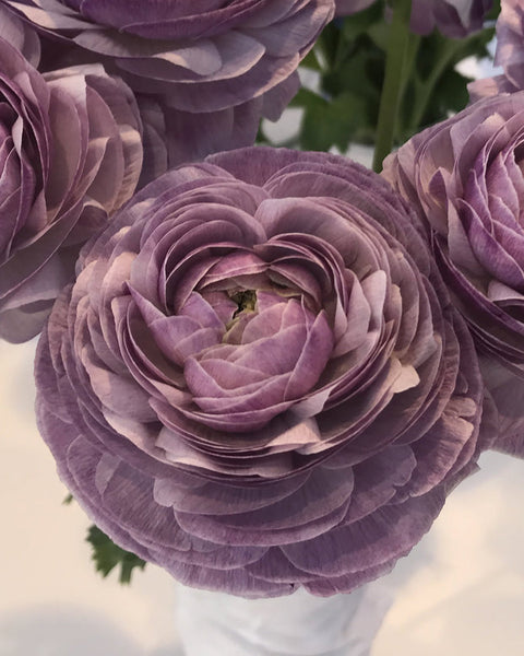 Ranunculus Bulbs Pink purple Corms Growing Bonsai Roots Rhizomes Tubers Potted Planting Reblooming Fragrant Garden Species Blooms Flower Seeds Plant Gardening