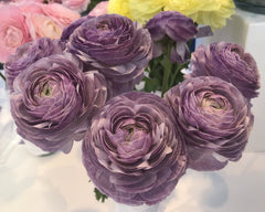 Malva Ranunculus  Corms Bulbs Growing Bonsai Roots Rhizomes Tubers Potted Planting Reblooming Fragrant Garden Species Blooms Flower Seeds Plant Gardening