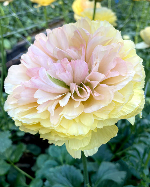 Pastello Ranunculus Corms Bulbs Persian Buttercup Growing Bonsai Roots Rhizomes Tubers Potted Planting Reblooming Fragrant Garden Species Blooms Flower Seeds Plant Gardening