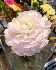 Pastello Ranunculus Corms Bulbs Persian Buttercup Growing Bonsai Roots Rhizomes Tubers Potted Planting Reblooming Fragrant Garden Species Blooms Flower Seeds Plant Gardening