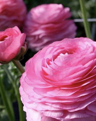 Ranunculus Rosa Corms Bulbs Growing Bonsai Roots Rhizomes Tubers Potted Planting Reblooming Fragrant Garden Species Blooms Flower Seeds Plant Gardening