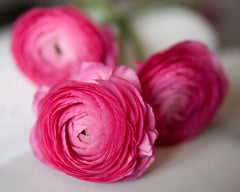 Ranunculus Rosa Corms Bulbs Growing Bonsai Roots Rhizomes Tubers Potted Planting Reblooming Fragrant Garden Species Blooms Flower Seeds Plant Gardening
