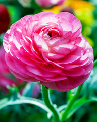 Ranunculus Rosa Corms Bulbs Growing Bonsai Roots Rhizomes Tubers Potted Planting Reblooming Fragrant Garden Species Blooms Flower Seeds Plant Gardening