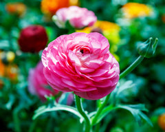 Ranunculus Rosa Corms Bulbs Growing Bonsai Roots Rhizomes Tubers Potted Planting Reblooming Fragrant Garden Species Blooms Flower Seeds Plant Gardening