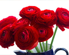 Ranunculus Rosso Corms Bulbs Growing Bonsai Roots Rhizomes Tubers Potted Planting Reblooming Fragrant Garden Species Blooms Flower Seeds Plant Gardening