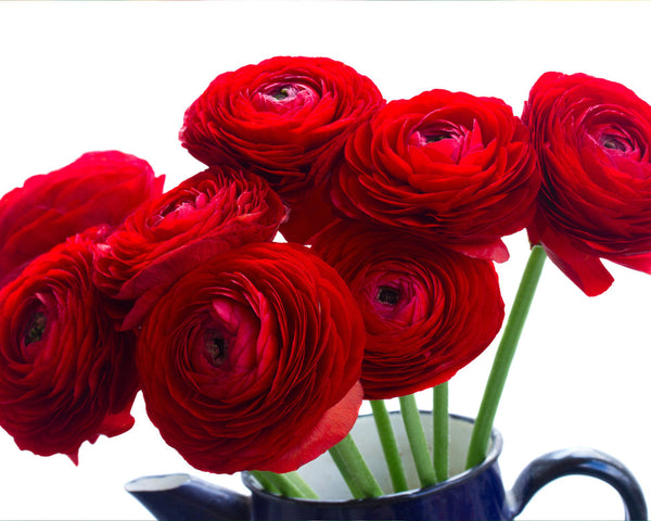 Rosso Ranunculus  Corms Bulbs Growing Bonsai Roots Rhizomes Tubers Potted Planting Reblooming Fragrant Garden Species Blooms Flower Seeds Plant Gardening