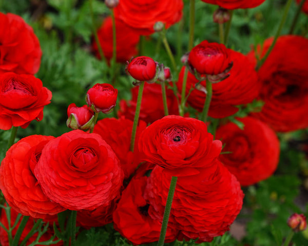 Ranunculus Rosso Corms Bulbs Growing Bonsai Roots Rhizomes Tubers Potted Planting Reblooming Fragrant Garden Species Blooms Flower Seeds Plant Gardening