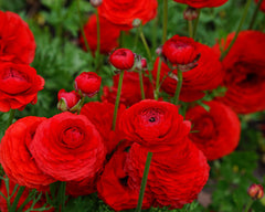 Ranunculus Rosso Corms Bulbs Growing Bonsai Roots Rhizomes Tubers Potted Planting Reblooming Fragrant Garden Species Blooms Flower Seeds Plant Gardening