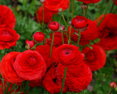 Rosso Ranunculus  Corms Bulbs Growing Bonsai Roots Rhizomes Tubers Potted Planting Reblooming Fragrant Garden Species Blooms Flower Seeds Plant Gardening