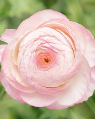Bianco Sfumato Ranunculus  Corms Bulbs Growing Bonsai Roots Rhizomes Tubers Potted Planting Reblooming Fragrant Garden Species Blooms Flower Seeds Plant Gardening