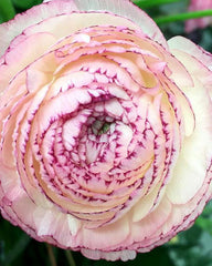 Striato Bianco Ranunculus Bulbs Corms Growing Bonsai Roots Rhizomes Tubers Potted Planting Reblooming Fragrant Garden Species Blooms Flower Seeds Plant Gardening
