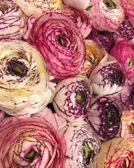 Striato Bianco Ranunculus Bulbs Corms Growing Bonsai Roots Rhizomes Tubers Potted Planting Reblooming Fragrant Garden Species Blooms Flower Seeds Plant Gardening