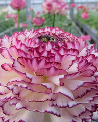 Striato Bianco Ranunculus Bulbs Corms Growing Bonsai Roots Rhizomes Tubers Potted Planting Reblooming Fragrant Garden Species Blooms Flower Seeds Plant Gardening