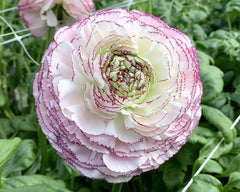 Striato Bianco Ranunculus Bulbs Corms Growing Bonsai Roots Rhizomes Tubers Potted Planting Reblooming Fragrant Garden Species Blooms Flower Seeds Plant Gardening