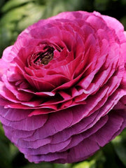 Violet Ranunculus Corms Bulbs Persian Buttercup Growing Bonsai Roots Rhizomes Tubers Potted Planting Reblooming Fragrant Garden Species Blooms Flower Seeds Plant Gardening