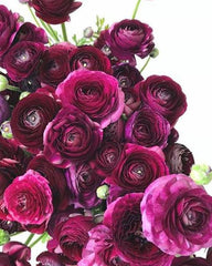 Violet Ranunculus Corms Bulbs Persian Buttercup Growing Bonsai Roots Rhizomes Tubers Potted Planting Reblooming Fragrant Garden Species Blooms Flower Seeds Plant Gardening