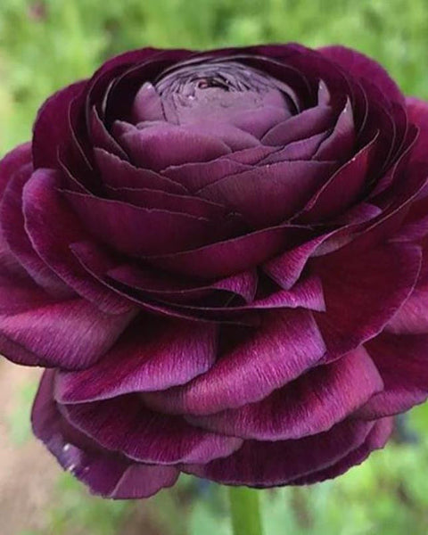 Violet Ranunculus Corms Bulbs Persian Buttercup Growing Bonsai Roots Rhizomes Tubers Potted Planting Reblooming Fragrant Garden Species Blooms Flower Seeds Plant Gardening