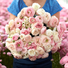 Eternal Bliss Mix Ranunculus Corms Bulbs Persian Buttercup Growing Bonsai Roots Rhizomes Tubers Potted Planting Reblooming Fragrant Garden Species Blooms Flower Seeds Plant Gardening