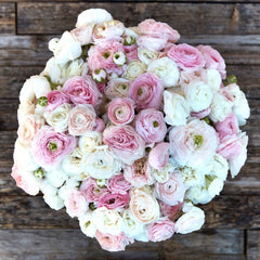 Eternal Bliss Mix Ranunculus Corms Bulbs Persian Buttercup Growing Bonsai Roots Rhizomes Tubers Potted Planting Reblooming Fragrant Garden Species Blooms Flower Seeds Plant Gardening