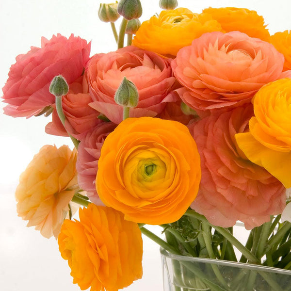 Golden Mix Ranunculus  Corms Bulbs Growing Bonsai Roots Rhizomes Tubers Potted Planting Reblooming Fragrant Garden Species Blooms Flower Seeds Plant Gardening