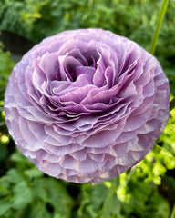 Ranunculus Bulbs Pink purple Corms Growing Bonsai Roots Rhizomes Tubers Potted Planting Reblooming Fragrant Garden Species Blooms Flower Seeds Plant Gardening - Seedsplant