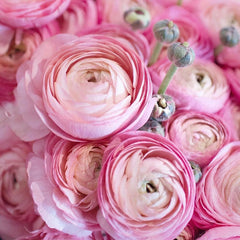 Marshmallow Ranunculus Corms Bulbs Growing Bonsai Roots Rhizomes Tubers Potted Planting Reblooming Fragrant Garden Species Blooms Flower Seeds Plant Gardening
