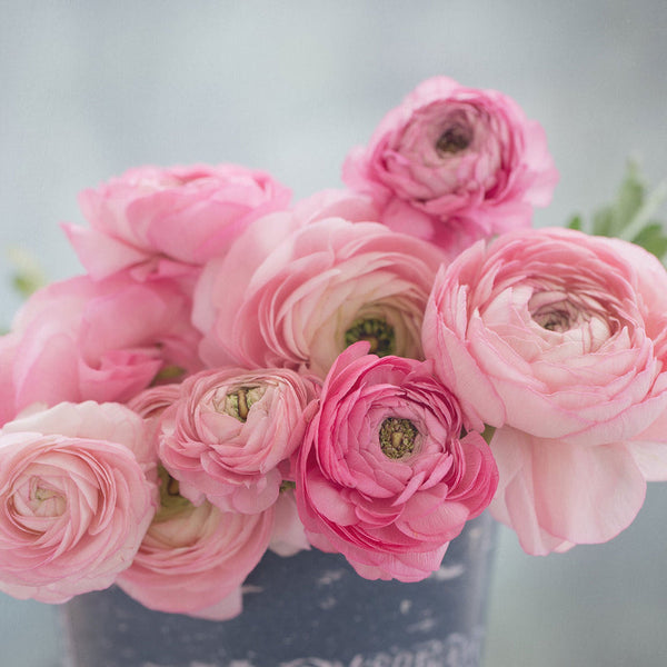 Marshmallow Ranunculus Corms Bulbs Growing Bonsai Roots Rhizomes Tubers Potted Planting Reblooming Fragrant Garden Species Blooms Flower Seeds Plant Gardening