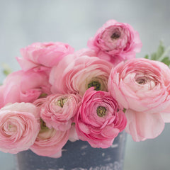 Marshmallow Ranunculus Corms Bulbs Growing Bonsai Roots Rhizomes Tubers Potted Planting Reblooming Fragrant Garden Species Blooms Flower Seeds Plant Gardening