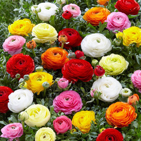 Mix Ranunculus Corms Bulbs Persian Buttercup Growing Bonsai Roots Rhizomes Tubers Potted Planting Reblooming Fragrant Garden Species Blooms Flower Seeds Plant Gardening