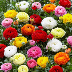 Mix Ranunculus Corms Bulbs Persian Buttercup Growing Bonsai Roots Rhizomes Tubers Potted Planting Reblooming Fragrant Garden Species Blooms Flower Seeds Plant Gardening