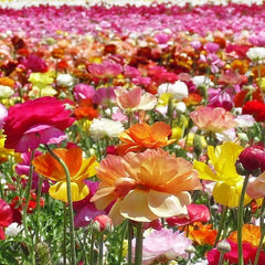Mix Ranunculus Corms Bulbs Persian Buttercup Growing Bonsai Roots Rhizomes Tubers Potted Planting Reblooming Fragrant Garden Species Blooms Flower Seeds Plant Gardening