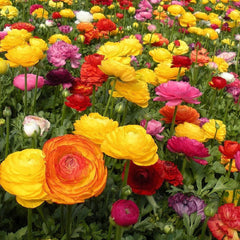 Mix Ranunculus Corms Bulbs Persian Buttercup Growing Bonsai Roots Rhizomes Tubers Potted Planting Reblooming Fragrant Garden Species Blooms Flower Seeds Plant Gardening