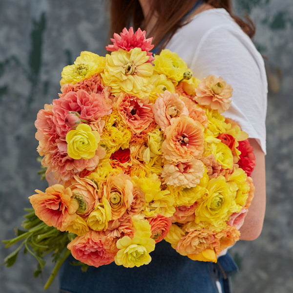 Pastel Lemon Ranunculus Corms Bulbs Persian Buttercup Growing Bonsai Roots Rhizomes Tubers Potted Planting Reblooming Fragrant Garden Species Blooms Flower Seeds Plant Gardening