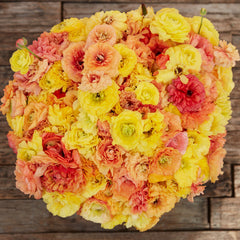 Pastel Lemon Ranunculus Corms Bulbs Persian Buttercup Growing Bonsai Roots Rhizomes Tubers Potted Planting Reblooming Fragrant Garden Species Blooms Flower Seeds Plant Gardening