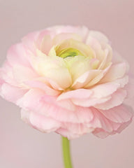 Pastello Ranunculus Corms Bulbs Persian Buttercup Growing Bonsai Roots Rhizomes Tubers Potted Planting Reblooming Fragrant Garden Species Blooms Flower Seeds Plant Gardening