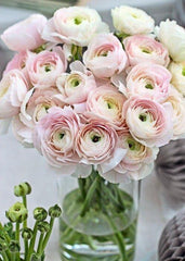 Pastello Ranunculus Corms Bulbs Persian Buttercup Growing Bonsai Roots Rhizomes Tubers Potted Planting Reblooming Fragrant Garden Species Blooms Flower Seeds Plant Gardening