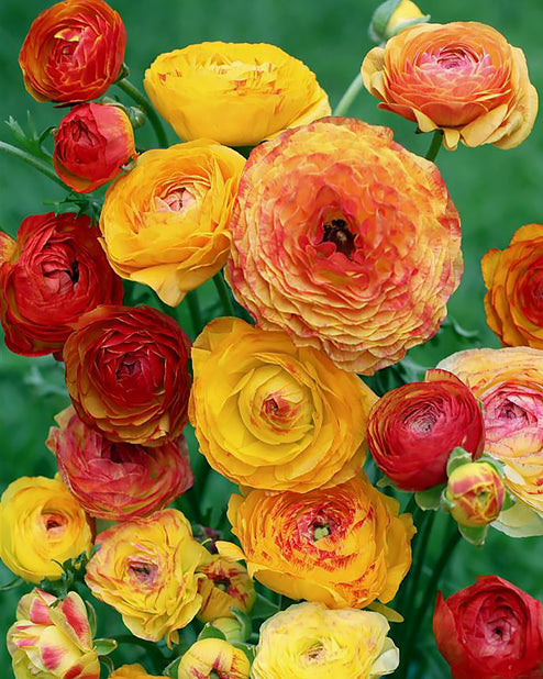 Picotee Orange Ranunculus Corms Bulbs Growing Bonsai Roots Rhizomes ...