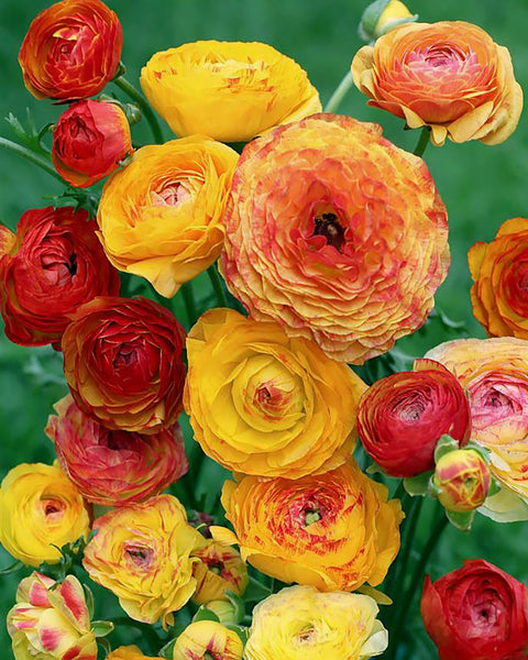 Orange Mixed Ranunculus Corms Bulbs Persian Buttercup Growing Bonsai Roots Rhizomes Tubers Potted Planting Reblooming Fragrant Garden Species Blooms Flower Seeds Plant Gardening