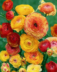 Orange Mixed Ranunculus Corms Bulbs Persian Buttercup Growing Bonsai Roots Rhizomes Tubers Potted Planting Reblooming Fragrant Garden Species Blooms Flower Seeds Plant Gardening