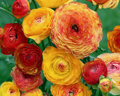 Orange Mixed Ranunculus Corms Bulbs Persian Buttercup Growing Bonsai Roots Rhizomes Tubers Potted Planting Reblooming Fragrant Garden Species Blooms Flower Seeds Plant Gardening